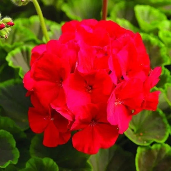 Geranium BullsEye™ Red F1