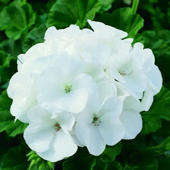 Geranium Maverick™ White F1