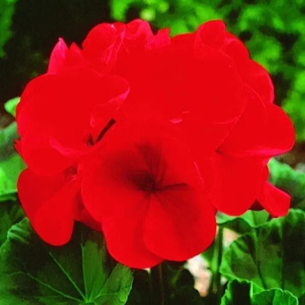 Geranium Maverick™ Red F1