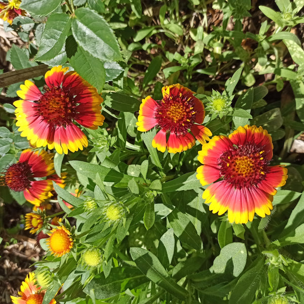 Gaillarde Aristée