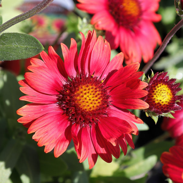 Gaillarde Arizona Red Shades