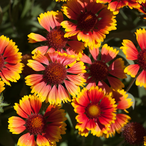 Gaillarde 'Arizona Sun'