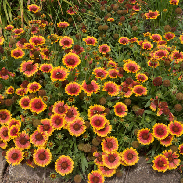 Gaillarde 'Grandiflora'