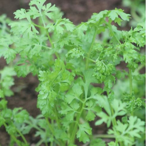 Organic garden cress