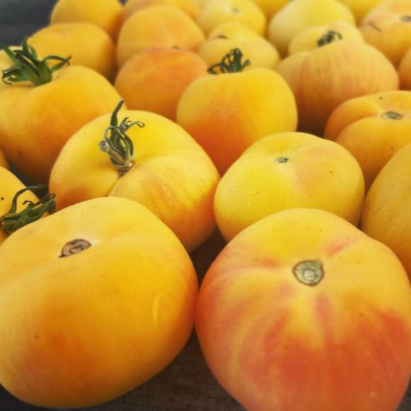 Tomato 'Garden Peach' organic