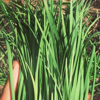 Garlic Chives organic