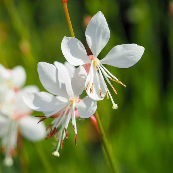 Gaura Sparkle White