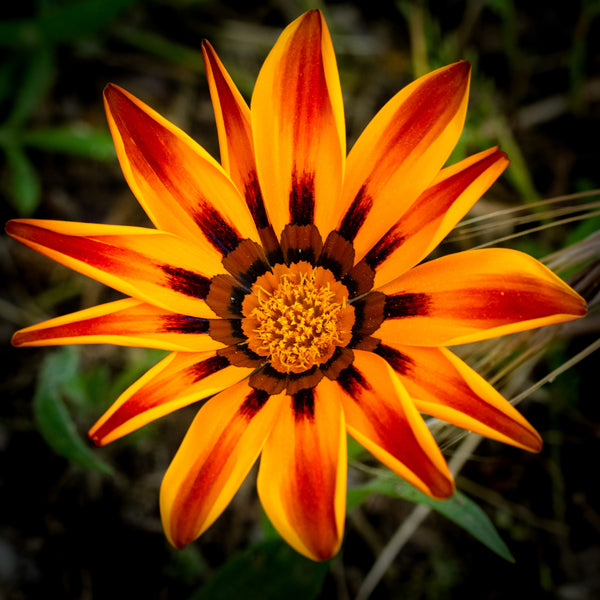 Gazania Kiss™ Golden Flame F1