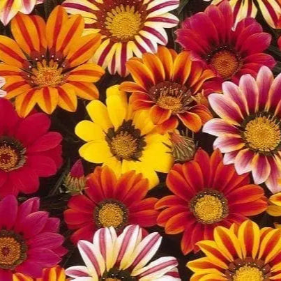 Gazania Sunshine Mix