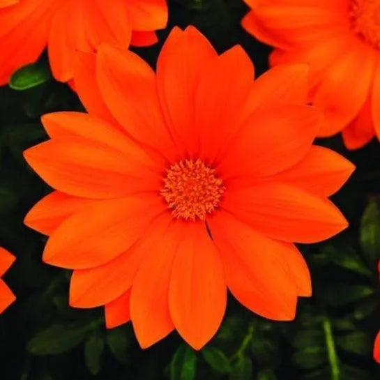 Gazania New Day® Clear Orange F1