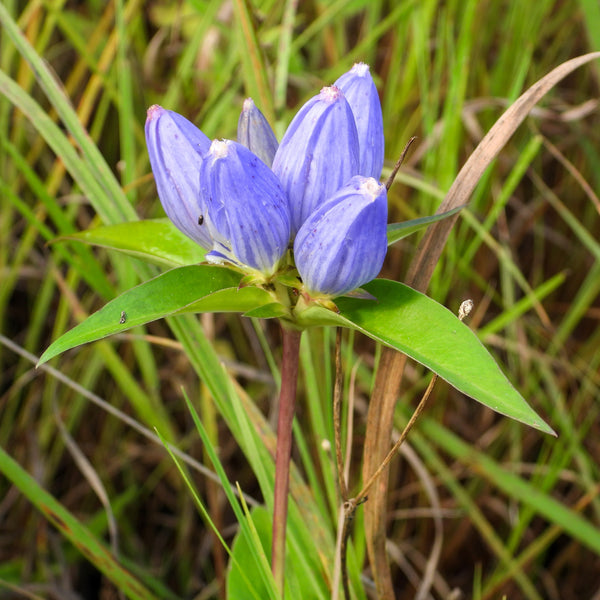 Andrews Gentian