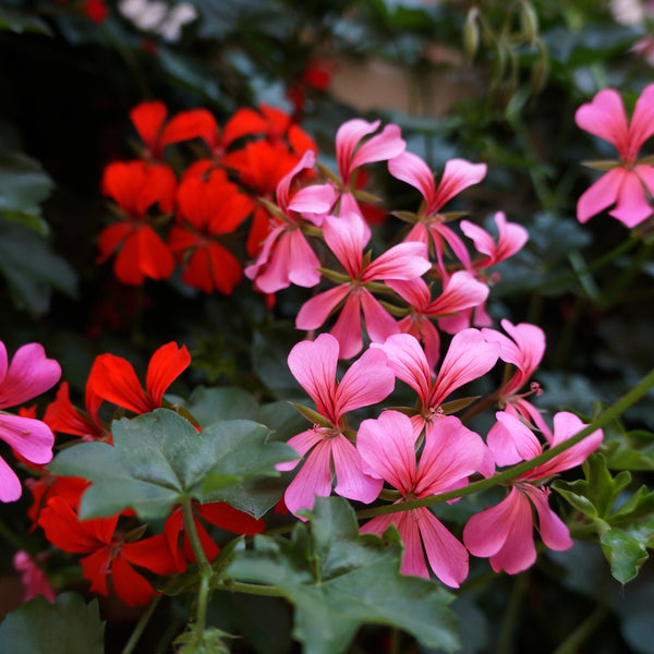 Geranium Reach Out™ Mix F1