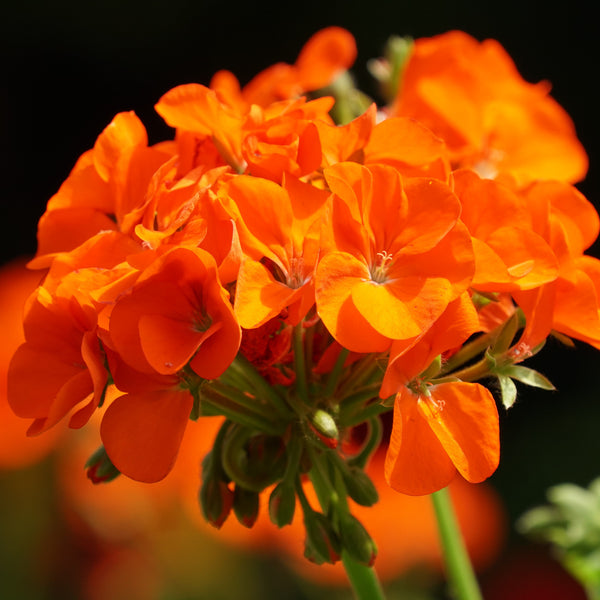 Geranium 'Maverick Orange'