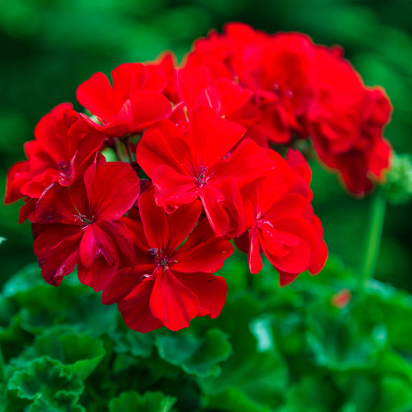 Geranium 'Maverick Red'