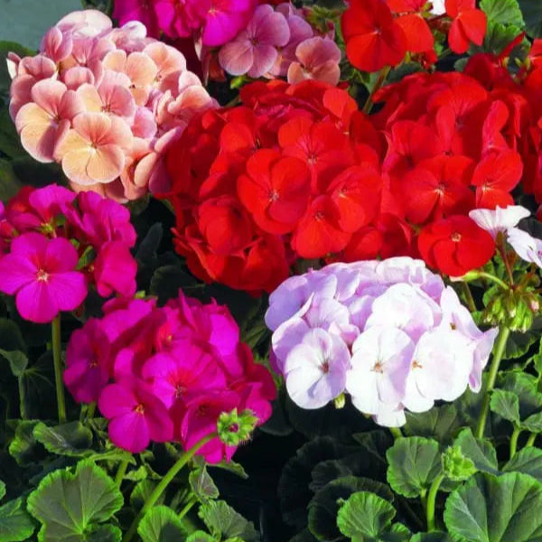 Hybrid geranium 'Bulls Eye Mix'