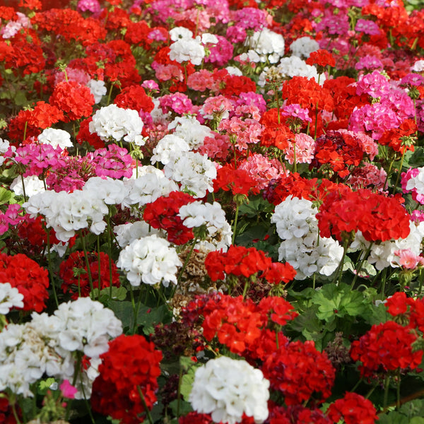 Geranium 'Mixed Colors' 