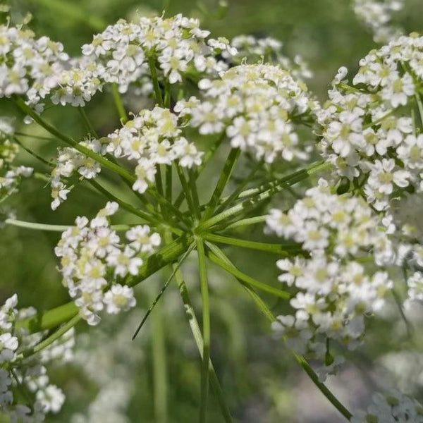 Carvi Allemand bio