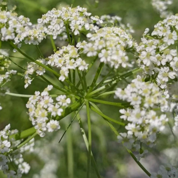 Organic cumin