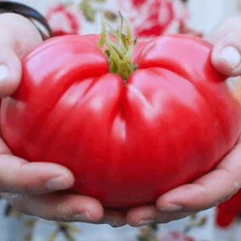 Tomato 'German Pink' Organic