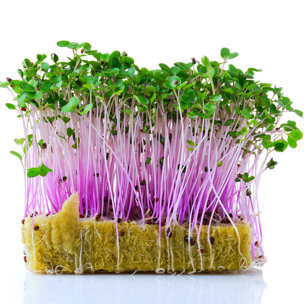 Sprouts / Microgreens Kohlrabi Red