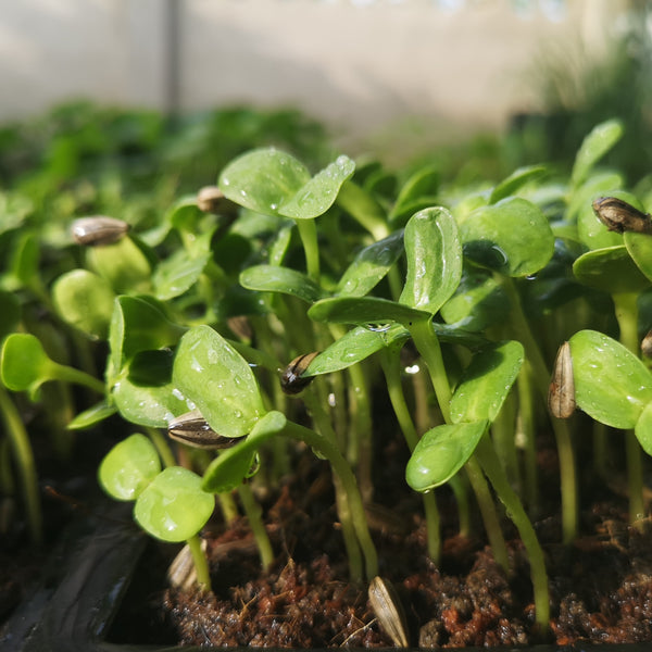 Sunflower Sprout