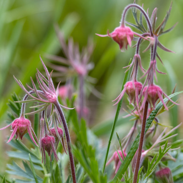 Benoîte à Trois Fleurs