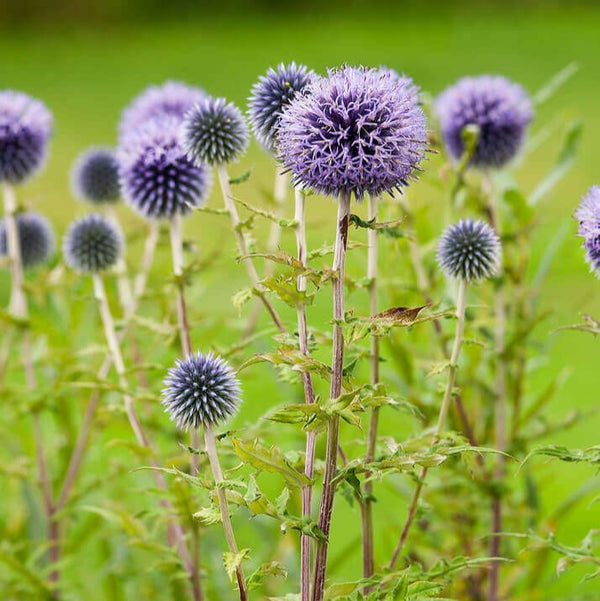 Globe Thistle