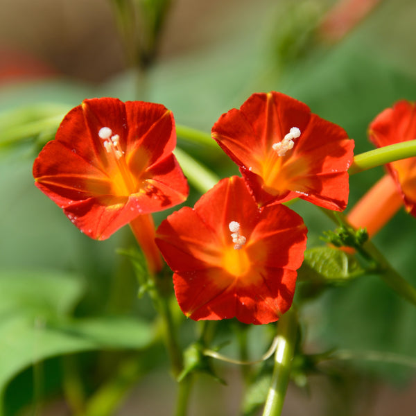 Climbing Morning Glory 'Cardinal' 