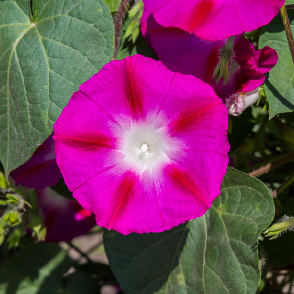 Morning Glory Crimson Rambler