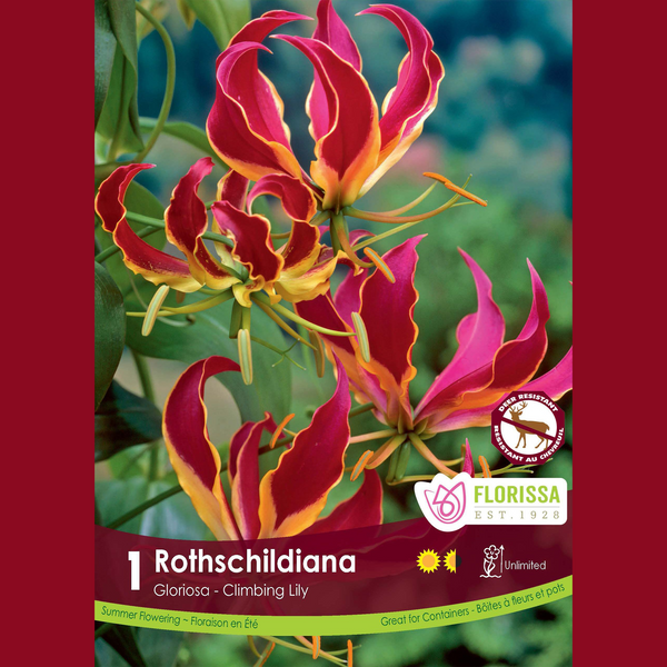 Gloriosa rothschildiana (1 bulb)