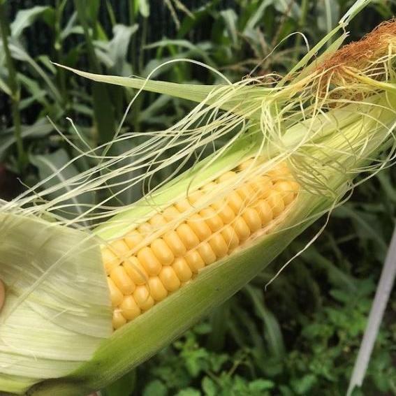 Corn 'Golden Bantam' 