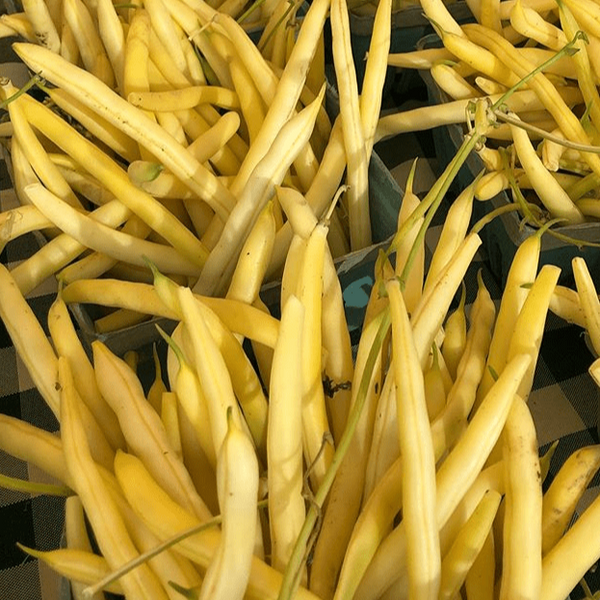 Organic 'Gold Rush' Yellow Wax Bean