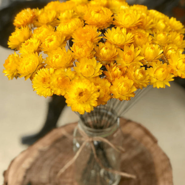 Organic Immortelle 'Golden Yellow'