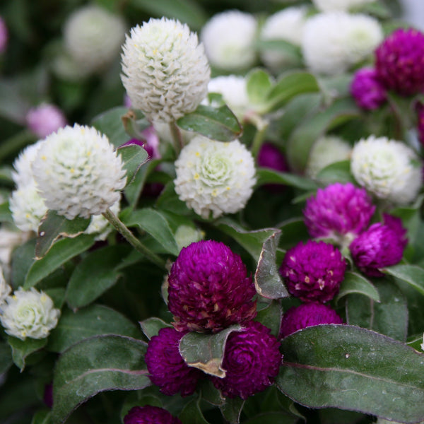 Gomphrena 'Mélanges de Couleurs'