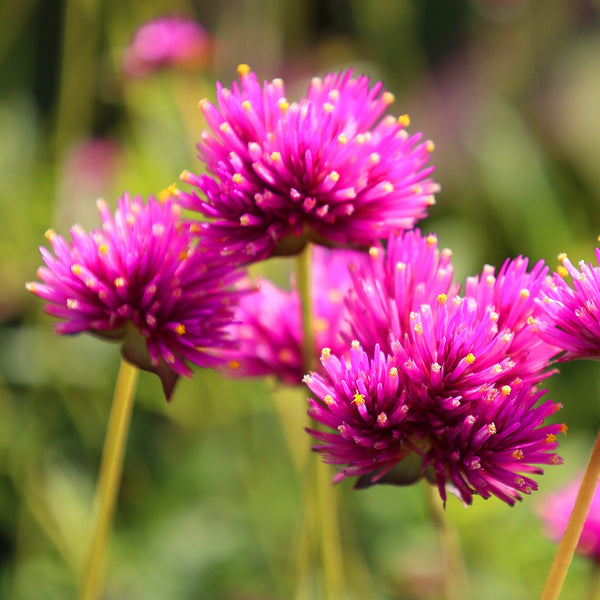 Gomphrena Ping Pong Purple