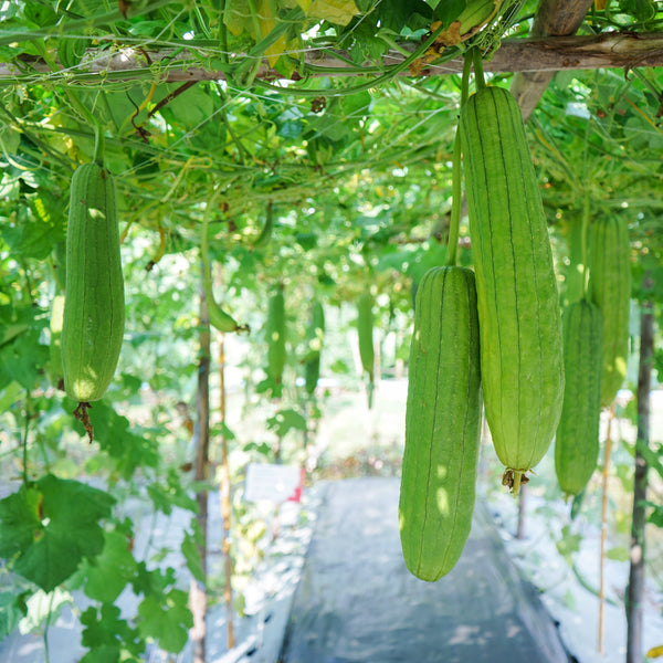 Gourde 'Luffa'