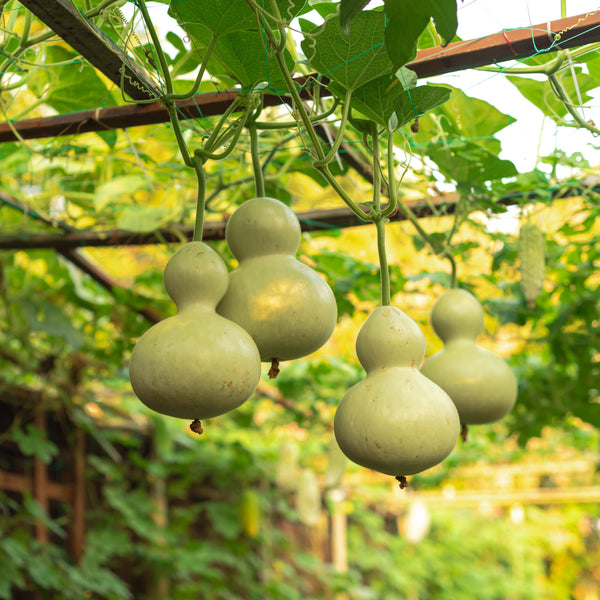 Ornamental gourd 'Birdhouse / Bottle'