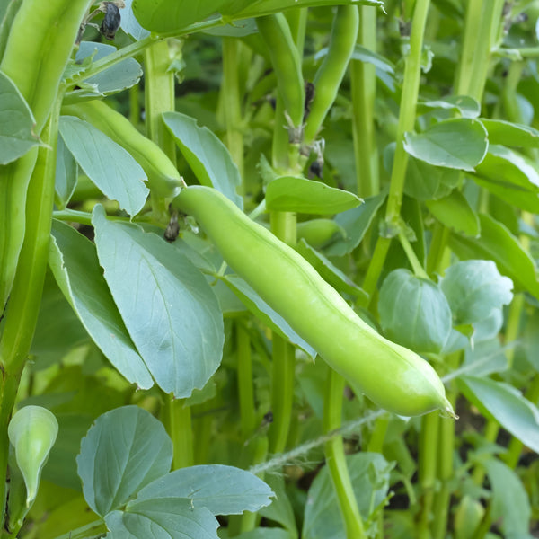 Faba Beans 'Express' (Primo)