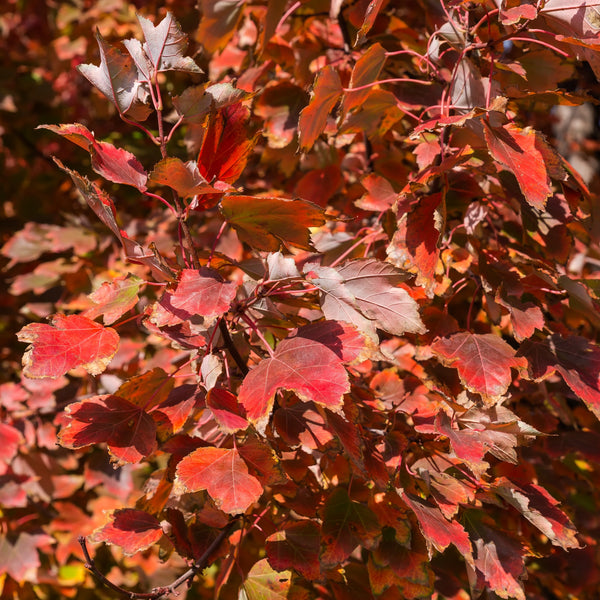 Érable Rouge