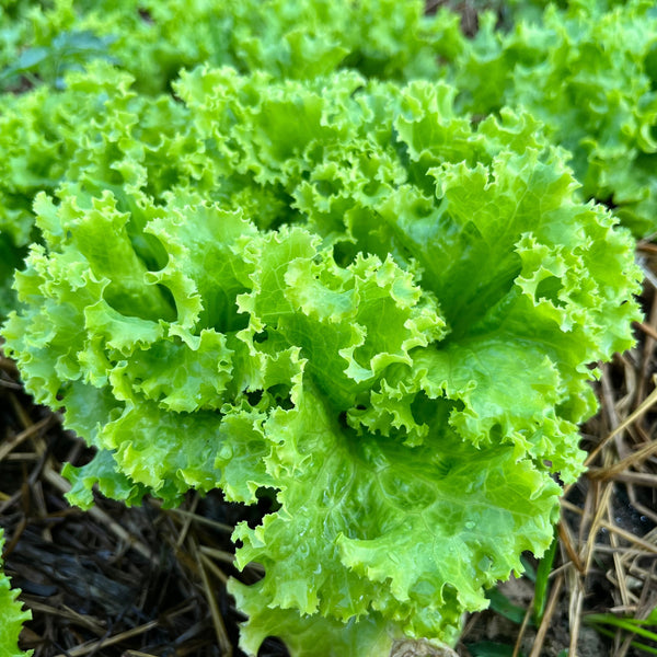 Grand Rapids Green Lettuce