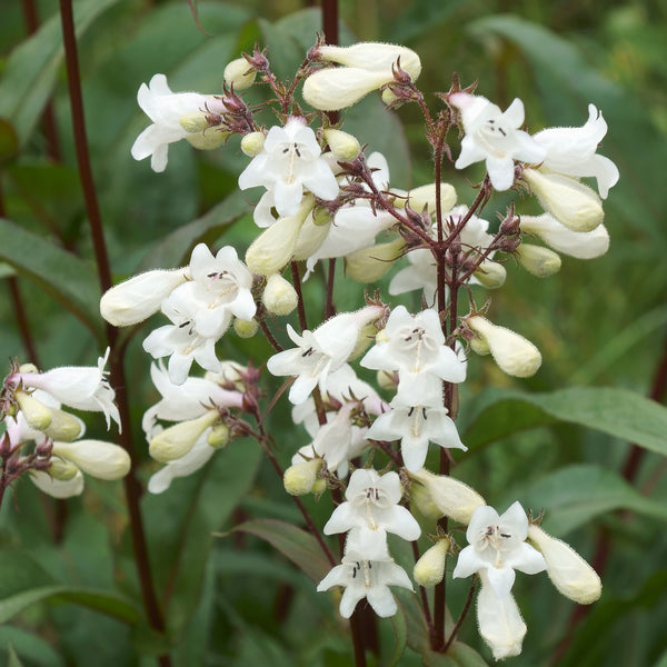 Foxglove Beardtongue