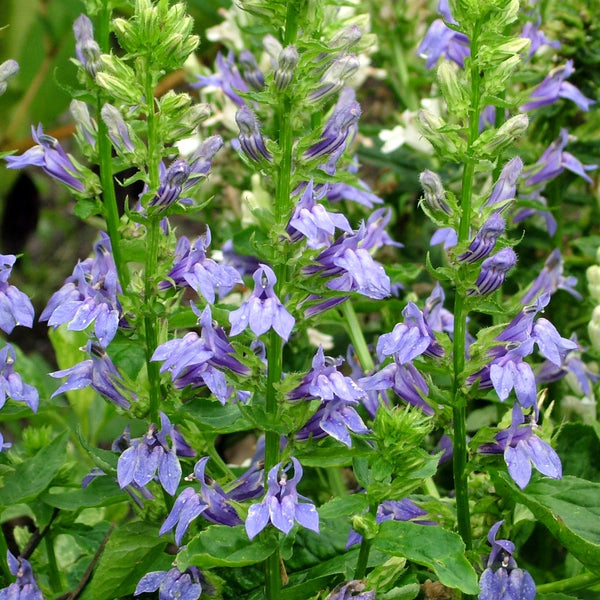 Great Blue Lobelia