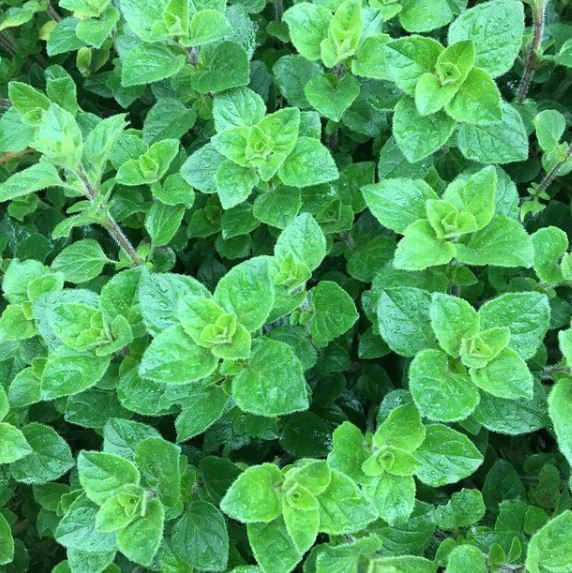 Greek Oregano Organic 