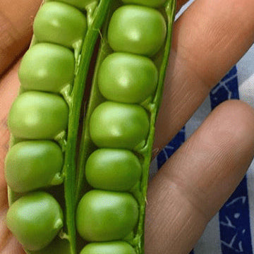 Shelling peas 'Green Arrow' organic