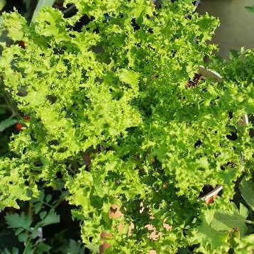 Endive verte frisée 'Ruffec' bio