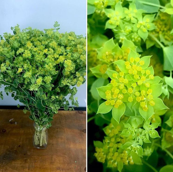 Bupleurum 'Green Gold' organic