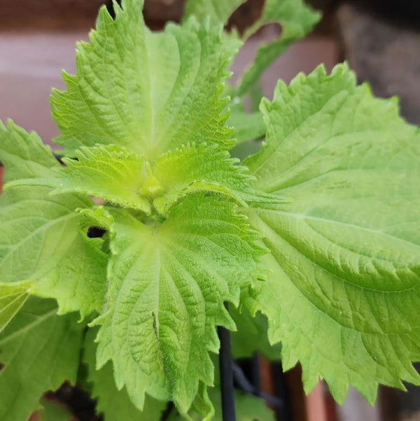 Shiso vert bio