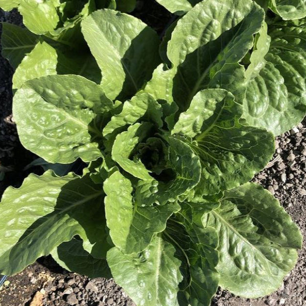 Organic 'Green Tower' Lettuce