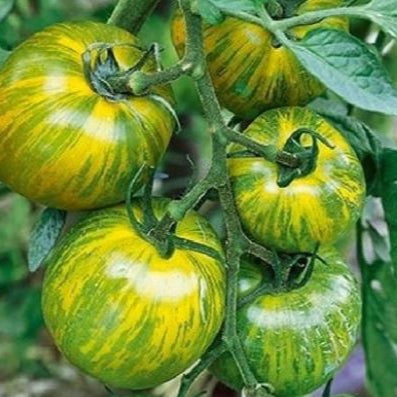 Tomato 'Green Zebra' Organic