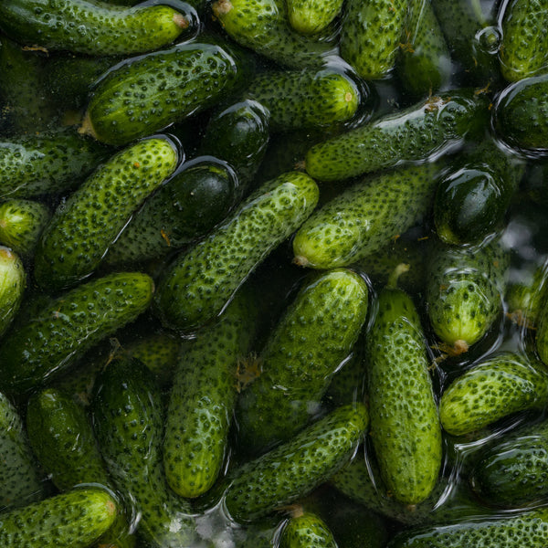 Concombre à cornichon vert